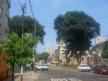 Miraflores, Avenida Bolognesi,
                          Bolognesiplatz (Plaza Bolognesi), Baumgestalt