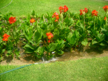 Miraflores, parque de los enamorados: Campo
                        de flores