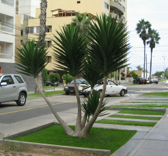 Miraflores, Ca. Roma, palmera de tri�ngulo