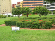 Miraflores, parque al Malecn Cisneros,
                        composicin rbol-palmera-rbol