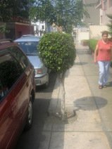 Jiron Porta, Trottoir / B�rgersteig mit
                      Kugelbaum