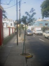 Jiron Porta, Baumrabatten halb in der
                        Fahrbahn