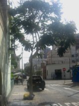 Miraflores, Jiron Porta, Baumgestalt