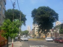 Miraflores, Avenida Bolognesi,
                          Bolognesiplatz (Plaza Bolognesi), Baumgestalt