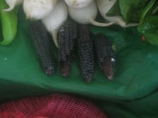 Surquillo, Avenida Paseo de la Republica,
                          schwarzer Mais