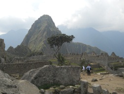 Cantera de Machu Picchu con vista a un �rbol y
                    al mirador Huaynapicchu