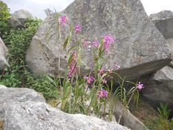 Cantera de Machu Picchu: flores en el caos de
                    piedras 02