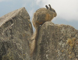 Cantera de Machu Picchu: piedra con corte
                    rectangular con comadreja en la punta, primer plano
                    02