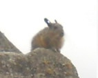 Cantera de Machu Picchu: otra comadreja en una
                  punta