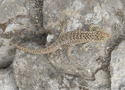 Machu Picchu, casitas de obras, un lagarto