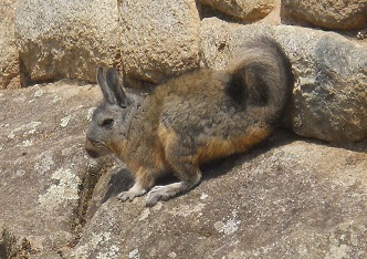 Comadreja 05 Comadreja 05