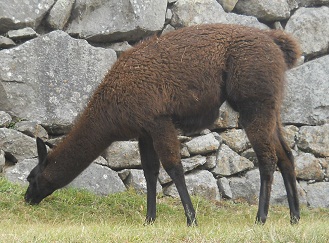 Machu Picchu, llama marr�n en la zona de la
                    piedra ceremonial, primer plano
