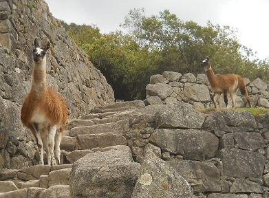 Vicu�as 03, primer plano 01