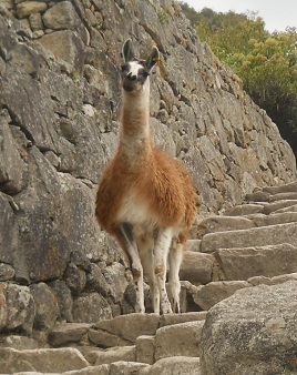 Vicu�as 03, primer plano 02