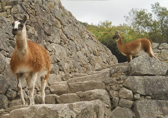 Vicu�as 04, primer plano 01