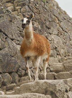 Vicu�as 04, primer plano 02