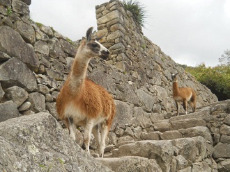 Vicu�a, primer plano 03