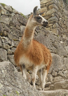 Vicu�a, primer plano 04