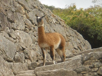 Vicu�a, primer plano 05