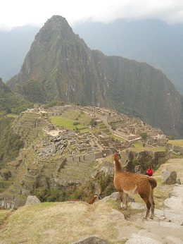 Machu Picchu, vicu�a con mirador Huaynapicchu