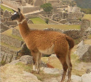 Vicu�a con Machu Picchu, primer plano