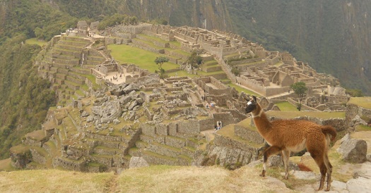 Vicu�a con Machu Picchu, primer plano