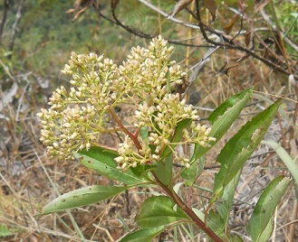Camino al mirador Huaynapicchu, flor con
                    umbela