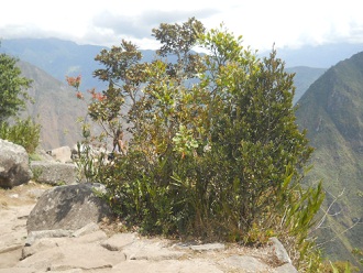 Bajada de Huaynapicchu: arbusto
