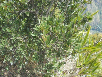 Bajada de Huaynapicchu: arbusto, primer plano