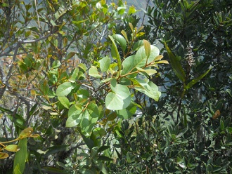 Bajada de Huaynapicchu: arbusto, primer plano
                    de las hojas