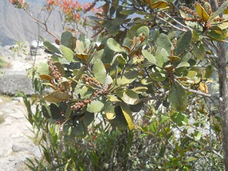 Bajada de Huaynapicchu: arbusto