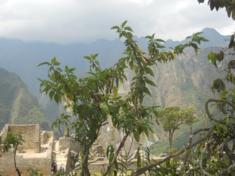 Botanischer Garten in Machu Picchu: Str�ucher mit Bergen im Hintergrund, leider ist nichts beschriftet