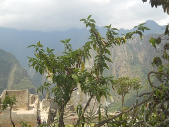 Botanischer Garten in Machu Picchu: Strucher mit Bergen im Hintergrund, leider ist nichts beschriftet