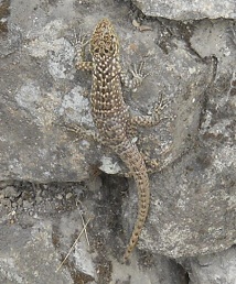 Machu Picchu, Arbeitsh�user, und eine Eidechse