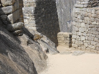 Machu Picchu und ein Wiesel im Adlergef�ngnis [Adlertempel?]  03