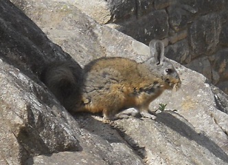 Machu Picchu und ein Wiesel im Adlergef�ngnis [Adlertempel?]  03