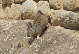 Machu Picchu und ein Wiesel im Adlergef�ngnis [Adlertempel?]  04