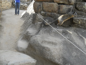 Machu Picchu und ein Wiesel im Adlergef�ngnis
                    [Adlertempel?] 01
