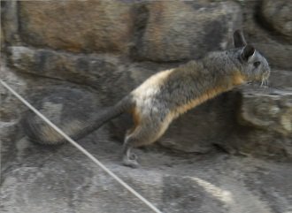 Machu Picchu und ein Wiesel im Adlergef�ngnis
                    [Adlertempel?] 02