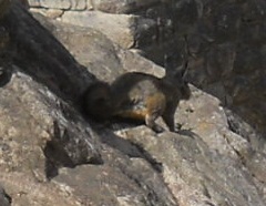 Machu Picchu und ein Wiesel im Adlergef�ngnis
                    [Adlertempel?] 02