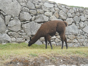 Machu Picchu, ein braunes Lama in der hohen
            Landwirtschaftszone