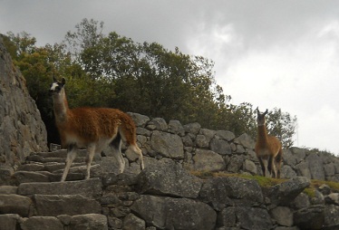 Vicunias 01 Nahaufnahme