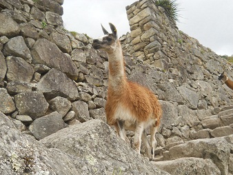 Vicunia, Nahaufnahme 01