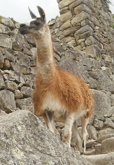 Vicunia, Nahaufnahme 02