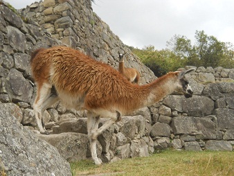 Vicunia, Nahaufnahme 05