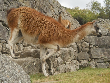 Vicunia, Nahaufnahme 6