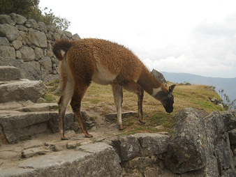 Vicunias beim Fressen 02