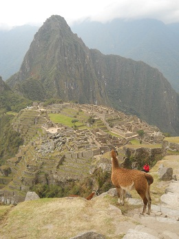 Machu Picchu, Vicunia mit Hausberg
                    Huaynapicchu