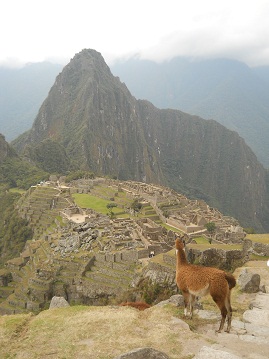 Machu Picchu: Vicunia mit dem Hausberg
                    Huaynapicchu 02