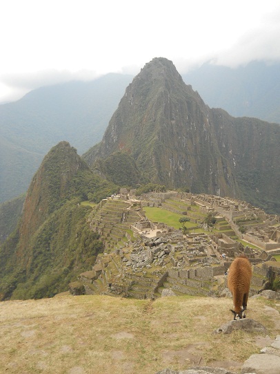 Vicunia mit Machu Picchu 06 (Steinbruch,
                    Tempelanlagen, Sonnenpyramide, der Weiler mit dem
                    heiligen Stein, Arbeiterh�uschen, Zentralplatz,
                    Spiegeltempel oder M�rsertempel, die grosse Mauer)